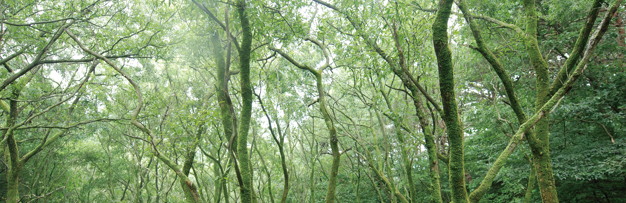 Wandering in Nature,<br>Meet Jeollabuk-do